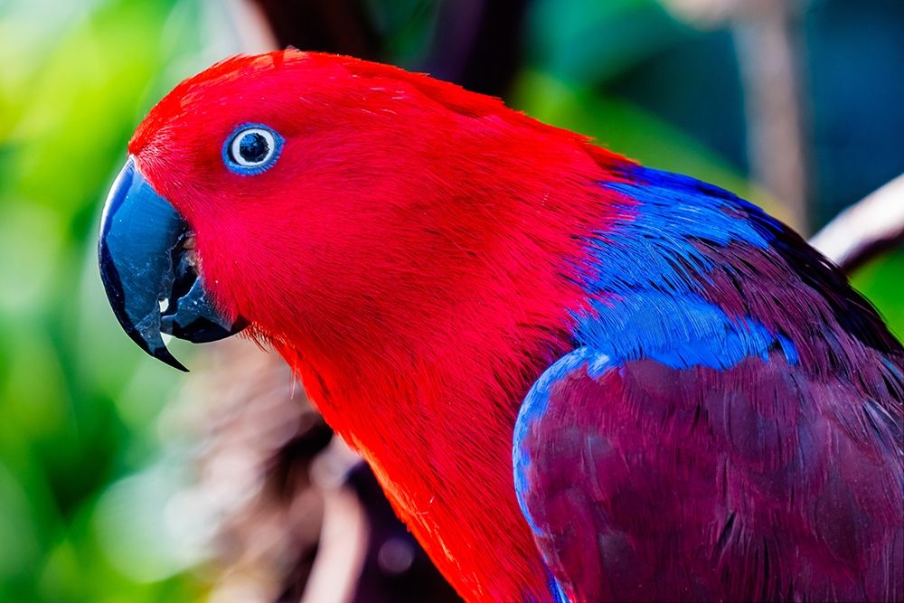 Red blue Female Eclectus Parrot close-up Native to Solomon Islands-New Guinea